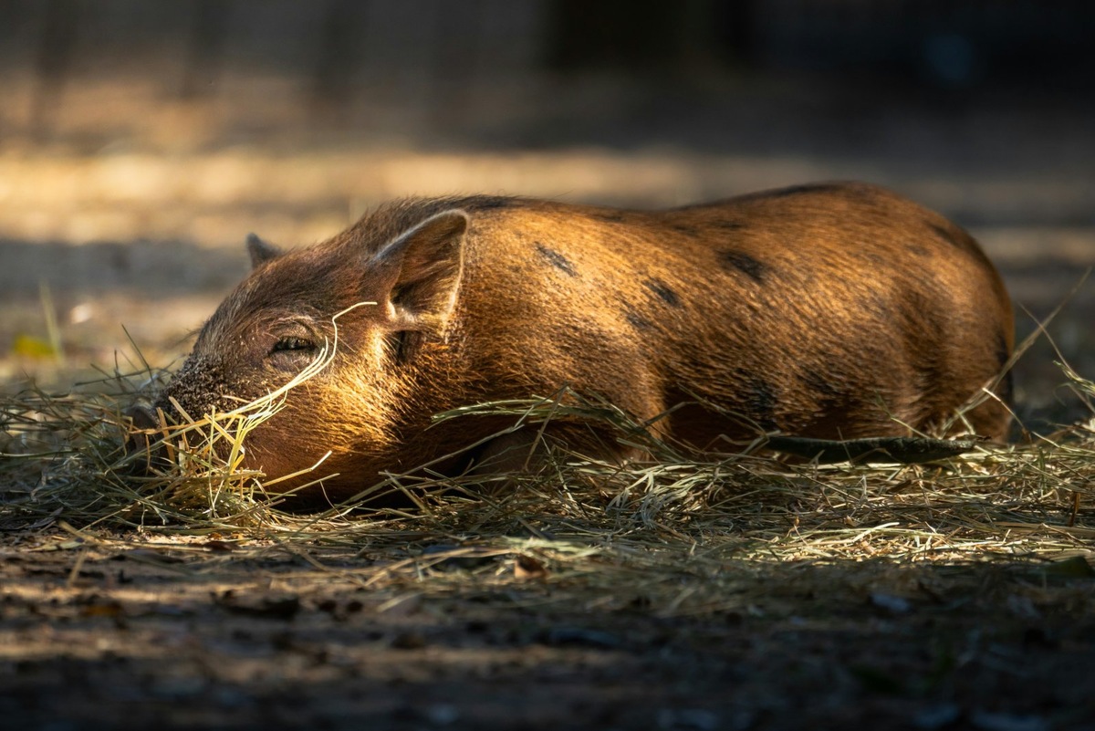   Фото несет иллюстративный характер