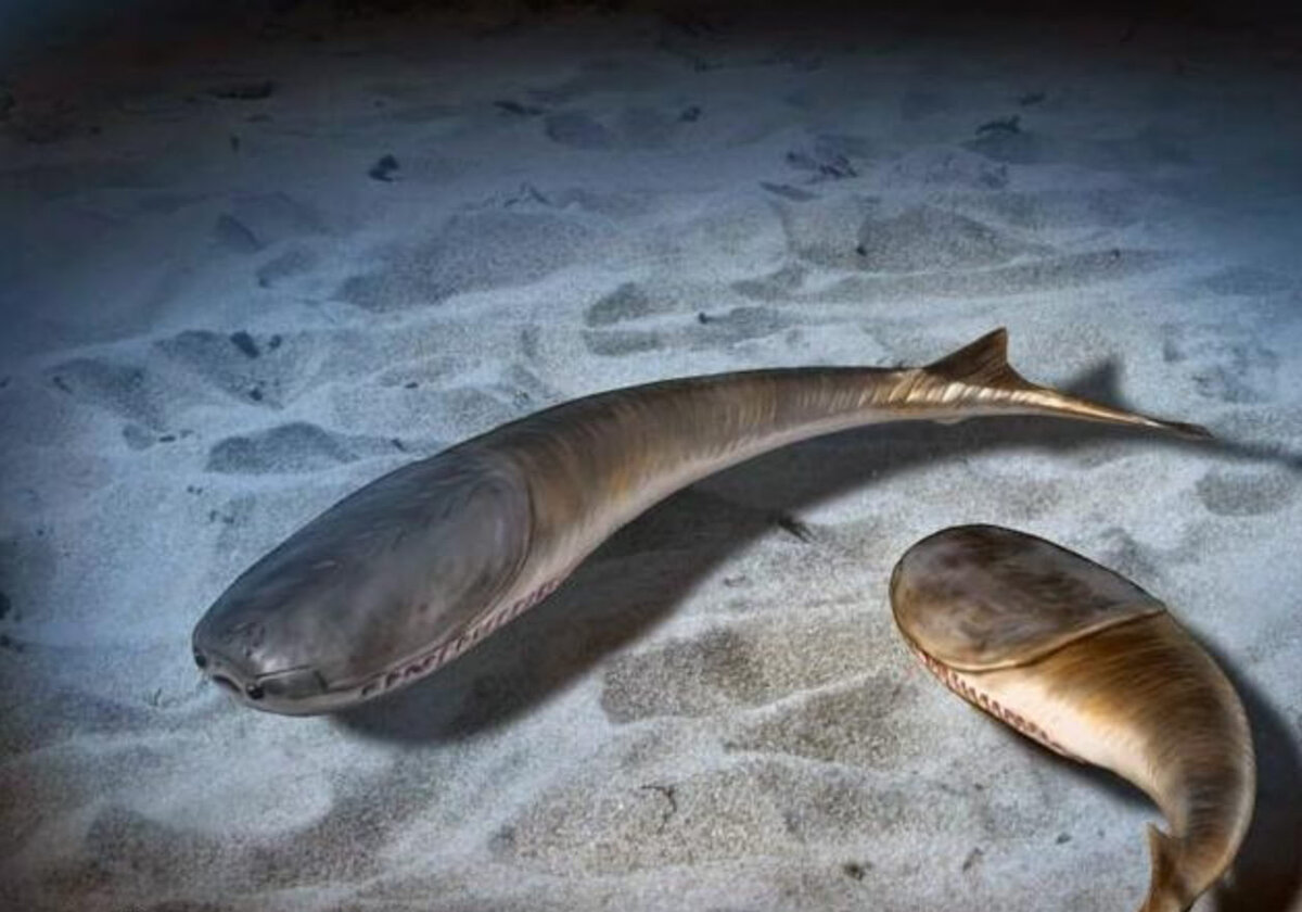 Рыбы вида Sacabambaspis были длиной всего 35 сантиметров, но уже имели все признаки, делающие их похожими на рыб современных глаза, смотрящие вперед, защищенную голову. До ордовикско-силуррийского вымирания челюстноротых настолько современной конфигурации не было / © Nobu Tamura