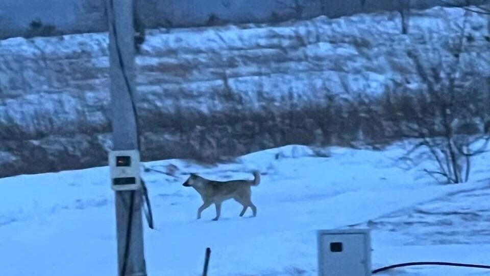 В деревне, где стая загрызла мальчика, до сих пор бегают собаки. Что говорят власти
