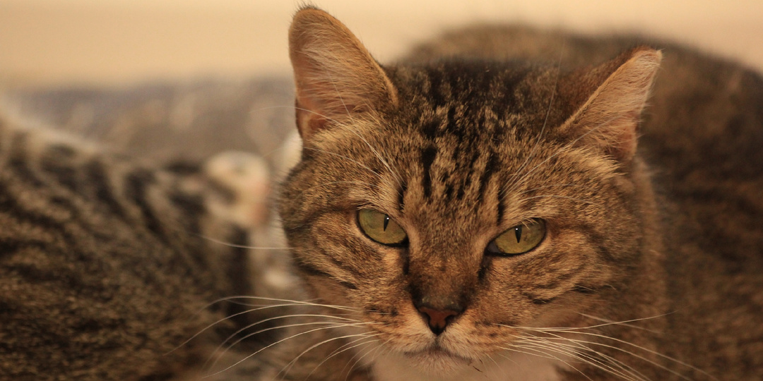 Коты и кошки мечтают стать домашними 🐾❤️