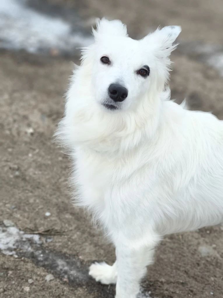 Узнаёте эту белоснежную красавицу с хитрыми глазками? Это наша выпускница Умка!