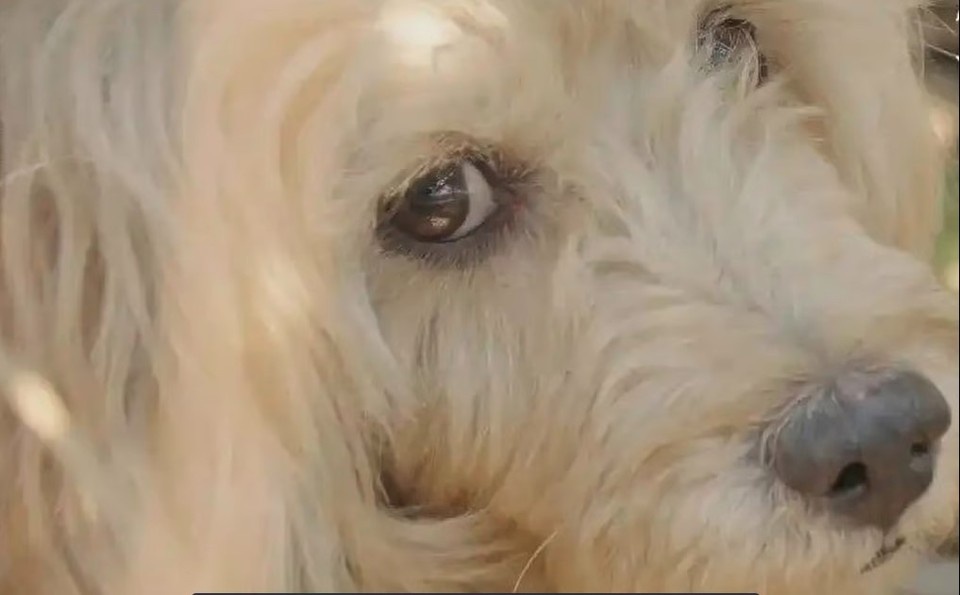    В Шанхае собака по кличке А Ван несколько недель ждала умершего хозяина у дома, отказываясь от еды.