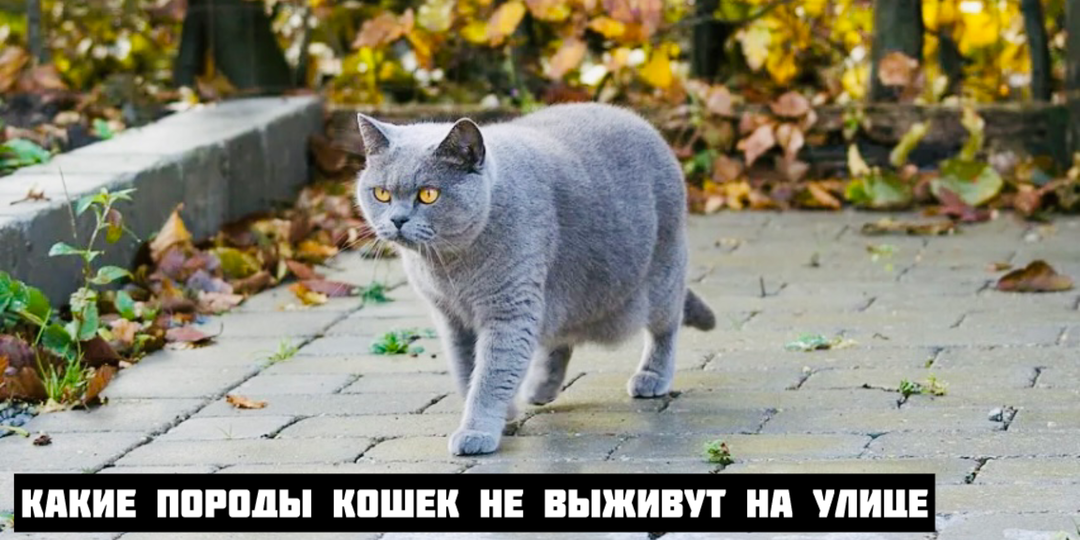 6 беспомощных пород кошек, которым необходим хозяин как воздух