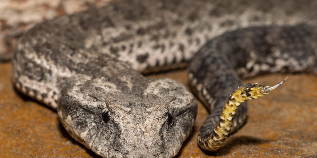 5 самых опасных змей Австралии, которых ты не увидишь — и в этом проблема