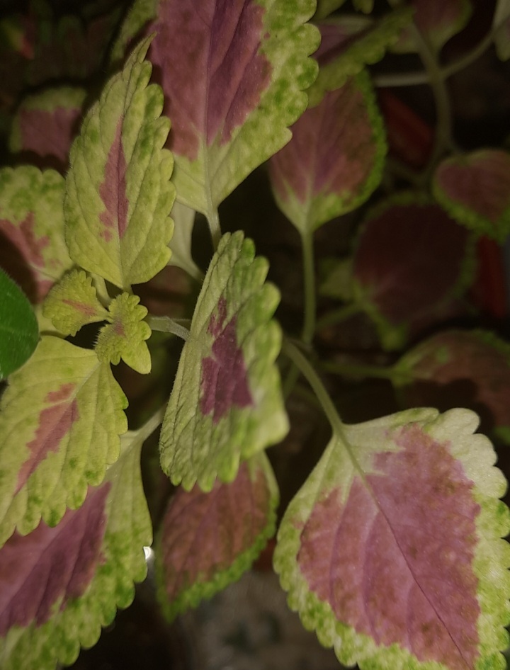 В небесной канцелярии красок на принтере не хватило😆 Должен быть тёмно-красным