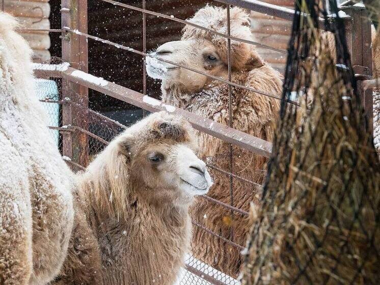     Фото: барнаульский зоопарк