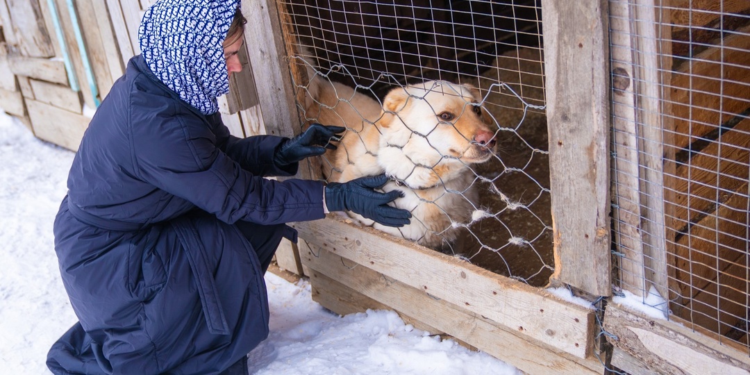 Сургутские волонтёры создадут портал для желающих завести собаку