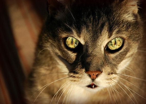 источник Яндекс