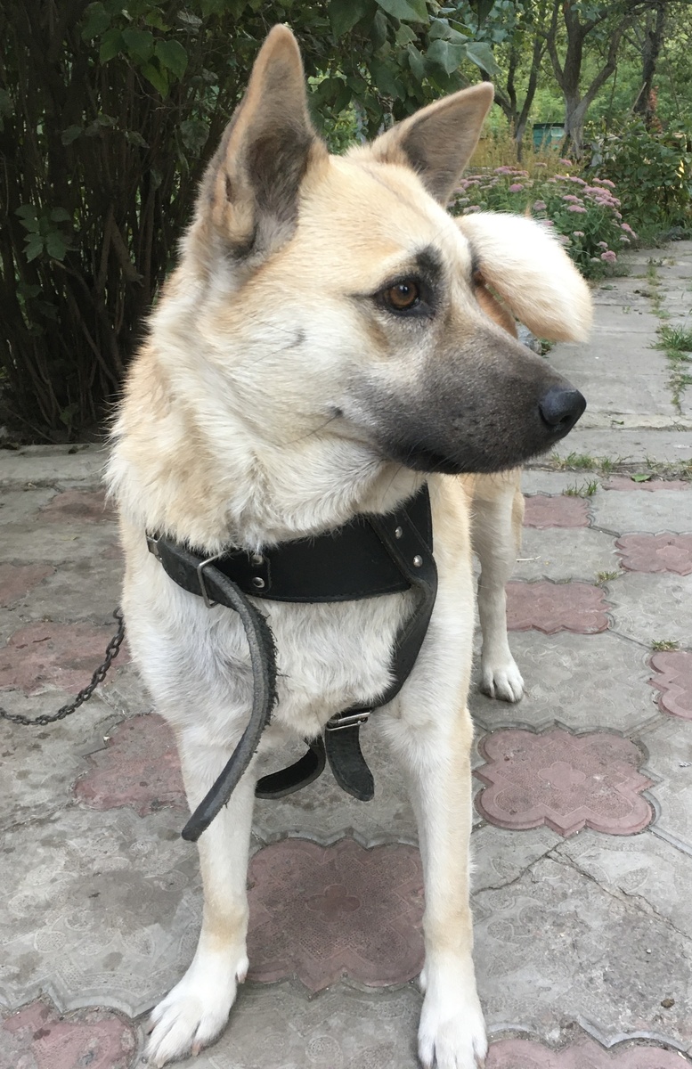 Лада в молодости. Отмены цепного режима она давно добилась