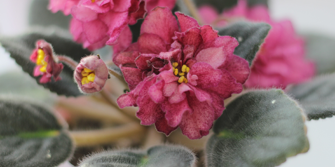 Фиалки замерзли на подоконнике - на Алтай пришли морозы