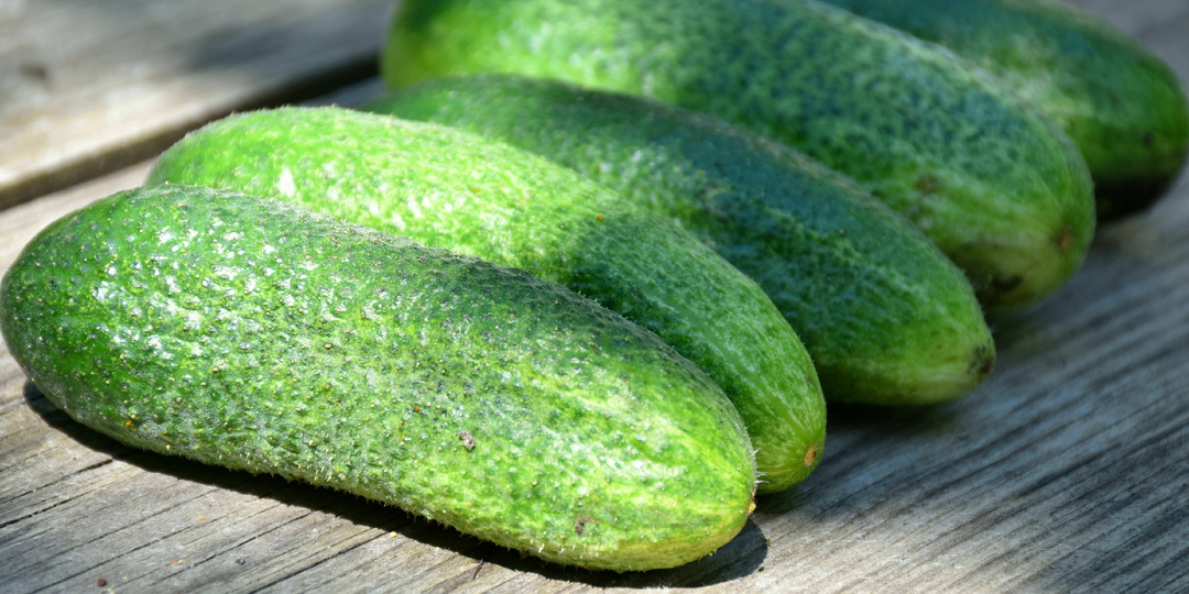 Сладкий, урожайный и без капризов. Продуктивный огуречный сорт, который я возьму в новый сезон