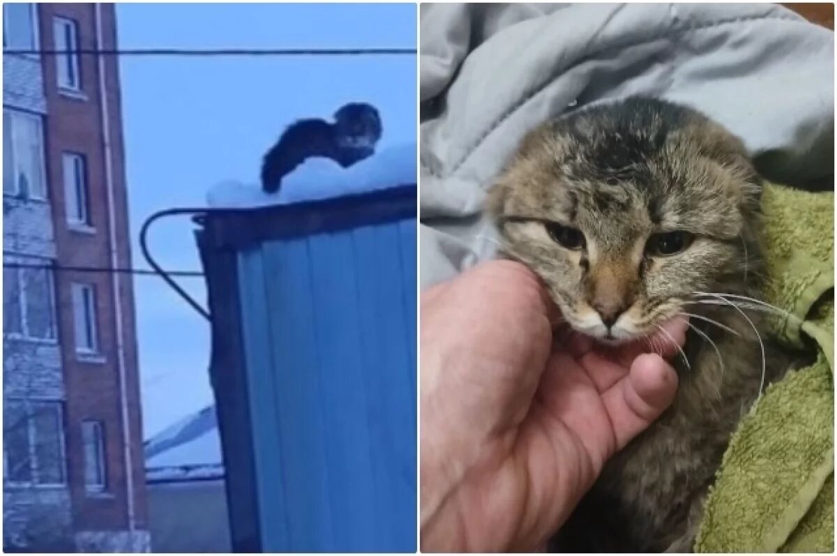    Неравнодушная омичка спасла кошку, которая вмёрзла в крышу гаража