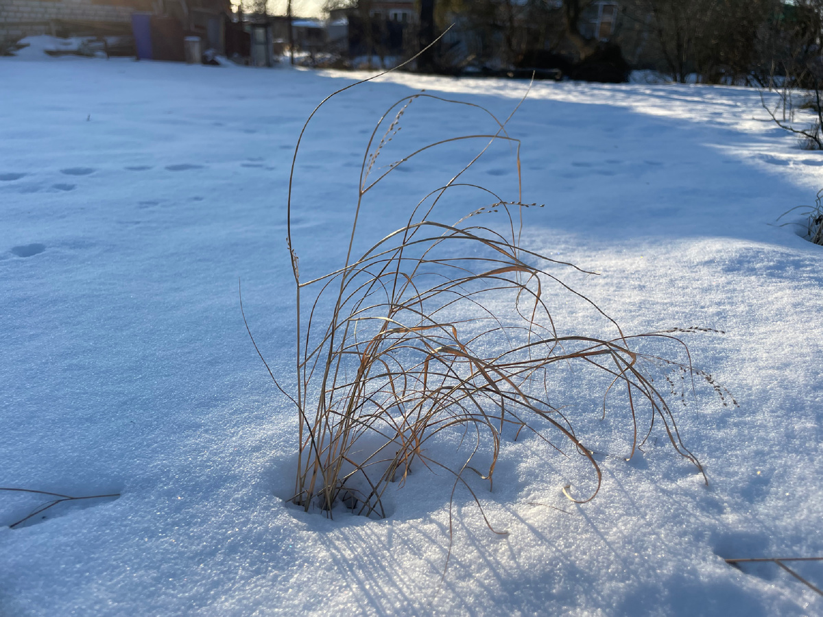 Просо прутьевидное