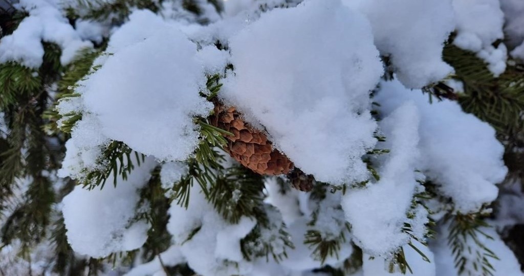 Народные приметы на 20 января: что нужно выпить, чтобы укрепить здоровье на весь год и почему запрещено принимать подарки