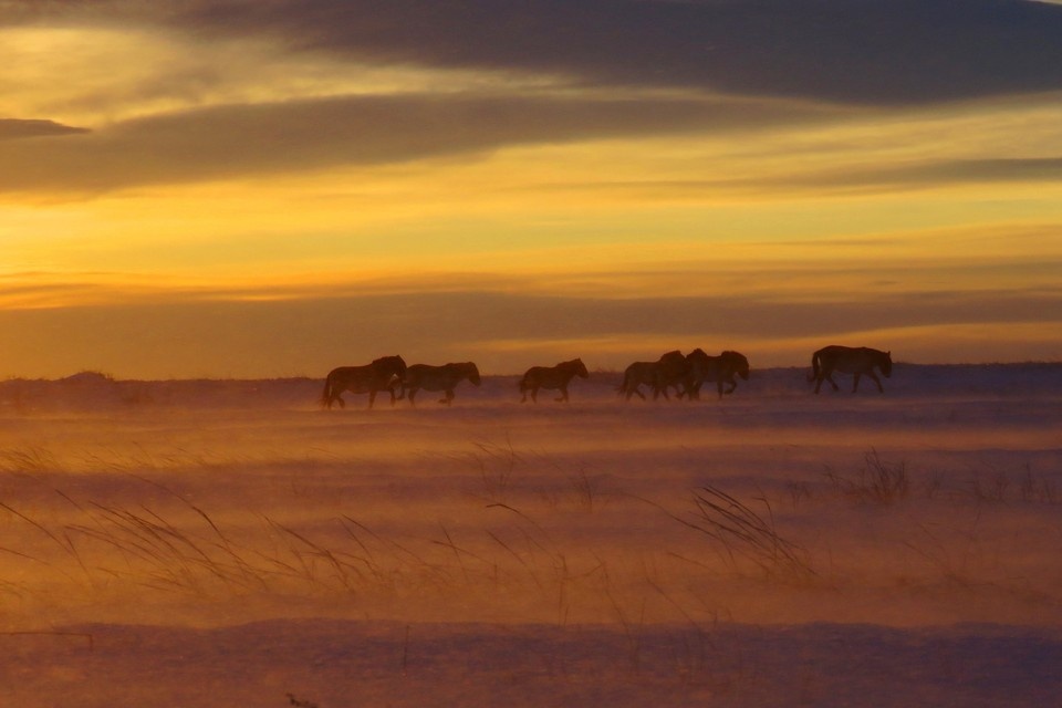    Лошади отлично адаптировались к суровым условиям. Фото: Дмитрий Немальцев