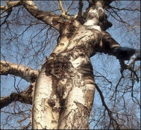 фото из Интернета