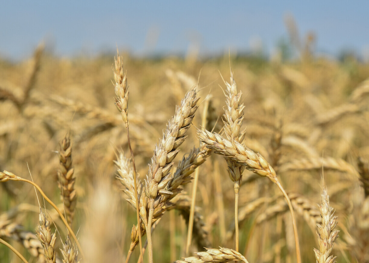    Фото: Луганский Информационный Центр