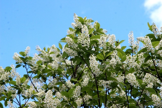 Весна в экопарке Керженского заповедника. Цветение черемухи