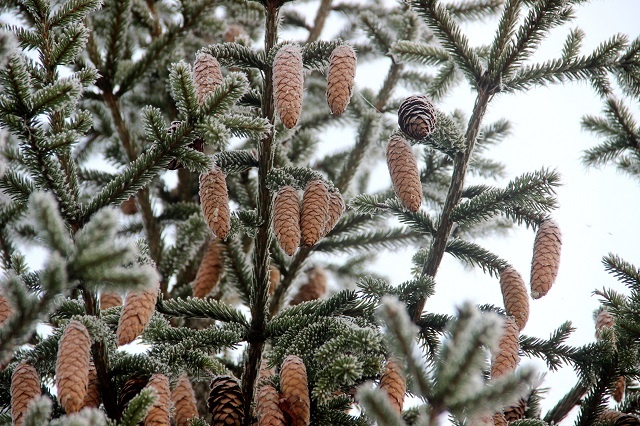 Зима. Ель в экопарке Керженского заповедника