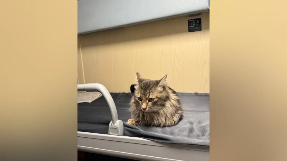    Автор фото: t.me/podslushano_rossosh