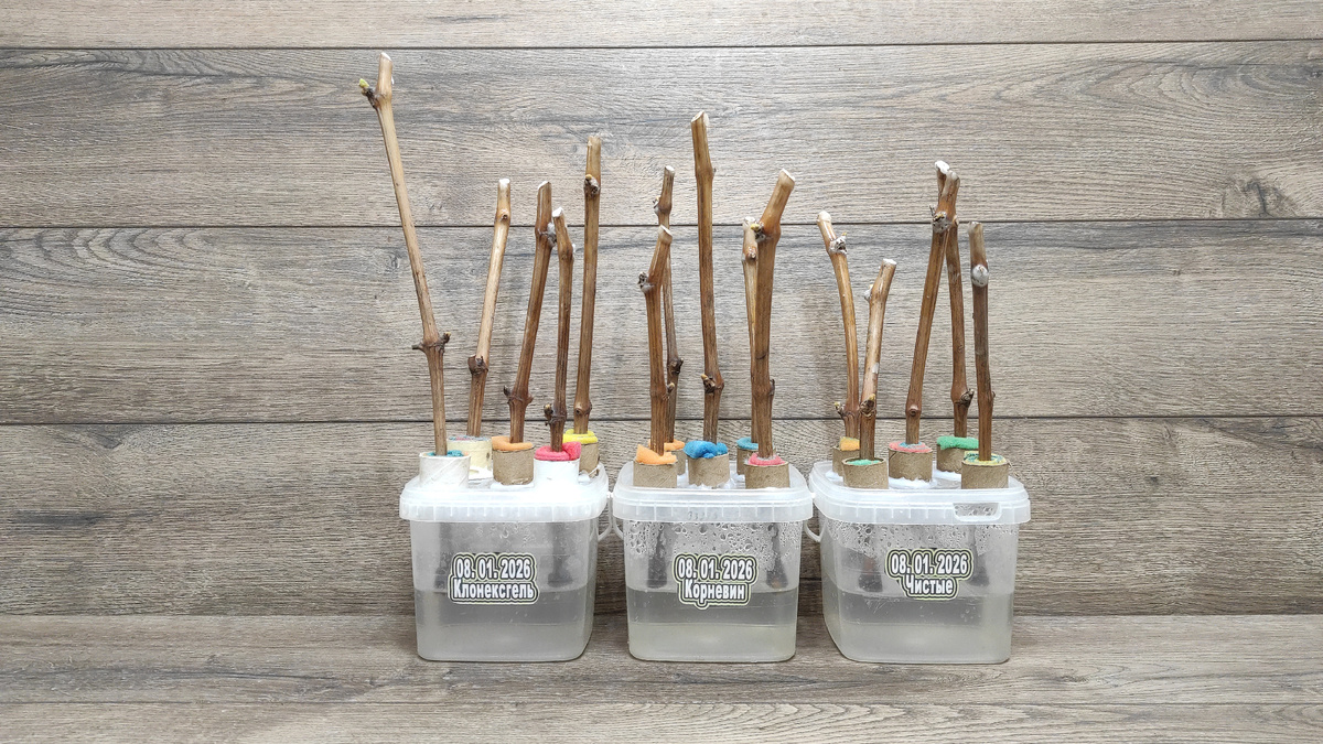 Черенки на укоренении в январе в умном укоренителе черенков Егорутина.