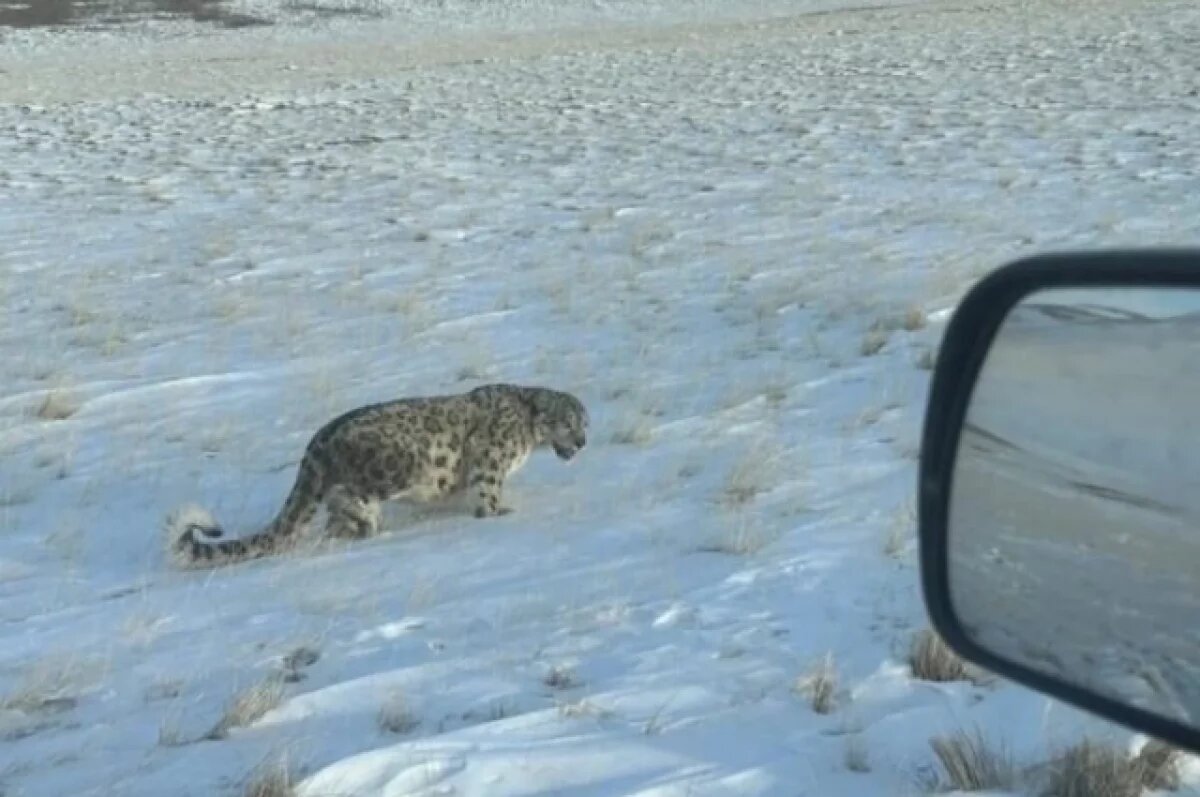    В урочище Уландрык произошла неожиданная встреча.