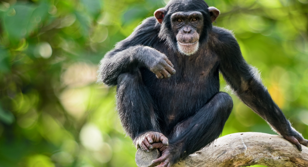 Отважные прыгуны джунглей: маленькие шимпанзе осваивают искусство свободного падения
