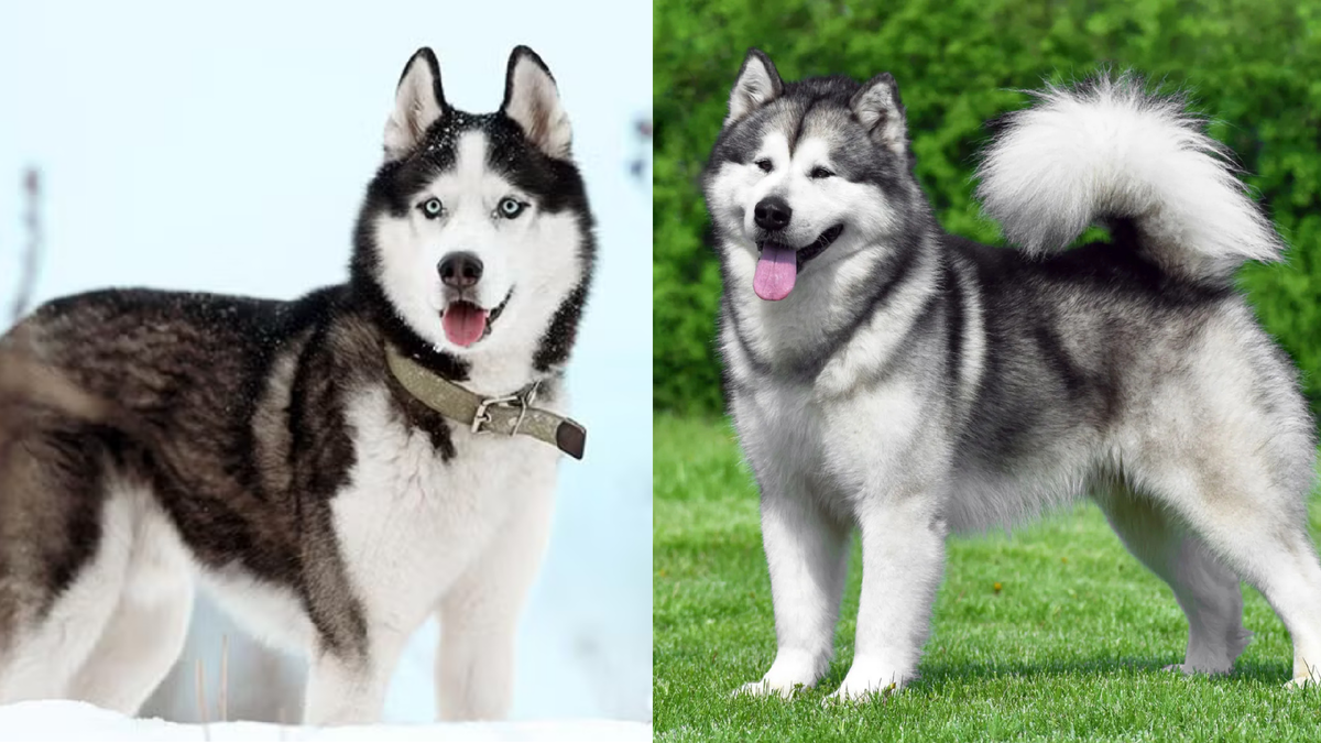 Хаски и маламут
