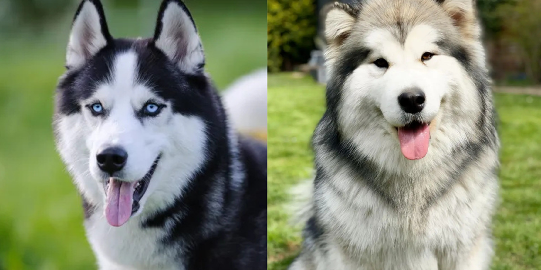 Чем отличается хаски от маламута: 7 фактов, которые научат не путать породы