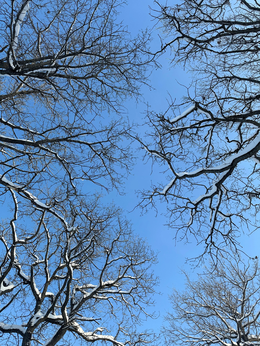 Мое фото. Пейзаж под названием «Лысые ветки в снегу» 😄