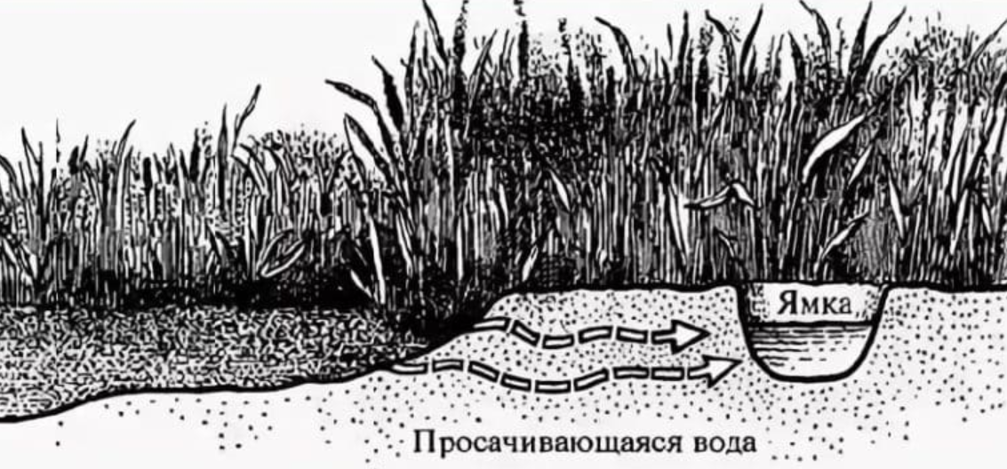 Выкопайте ямку, для добычи отфильтрованной воды из водоёма