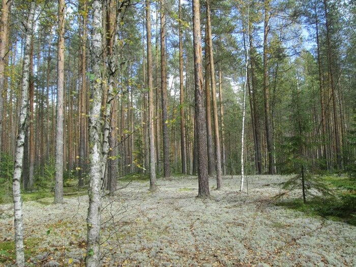 Сосняк лишайниковый (фото из архива автора)