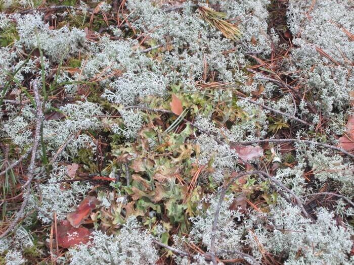 Зеленовато-коричневые лопасти в центре - цетрария, а вокруг кустики кладонии лесной (фото из архива автора)