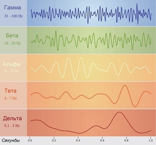 ритмы мозговой активности