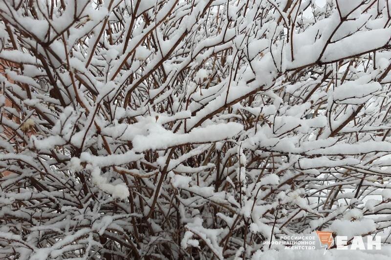   ЕАН. Снег на кустарнике
