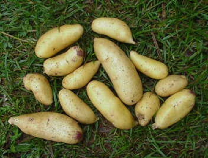 Золото Майя