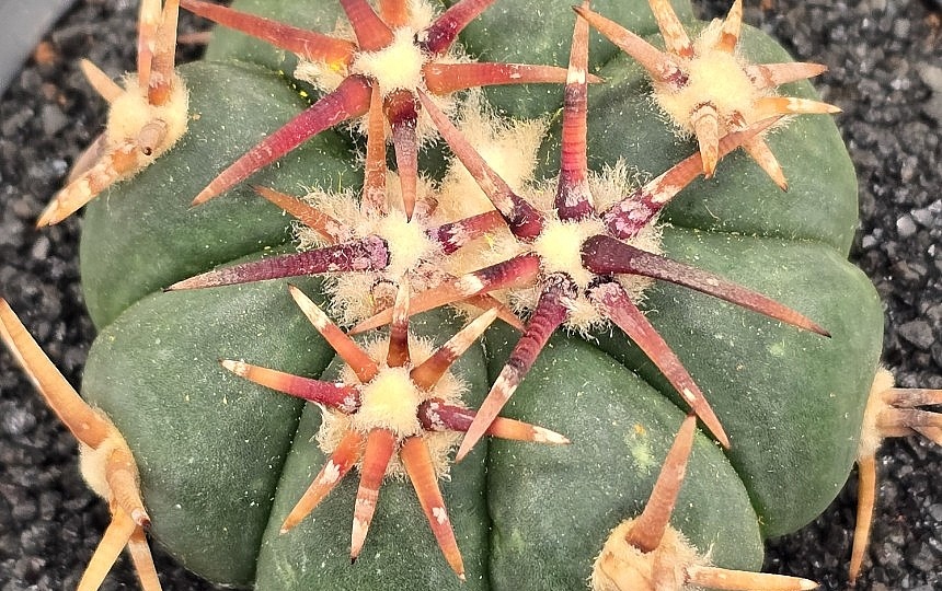 Кактус - Суккулент: в чём его главное сходство и отличие от других Суккулентов?