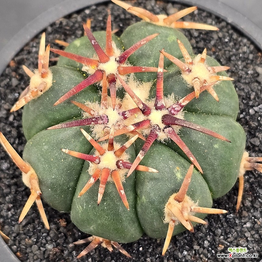 Echinocactus horizonthalonius var. complatus (xplant.co.kr/auction/1768578171)