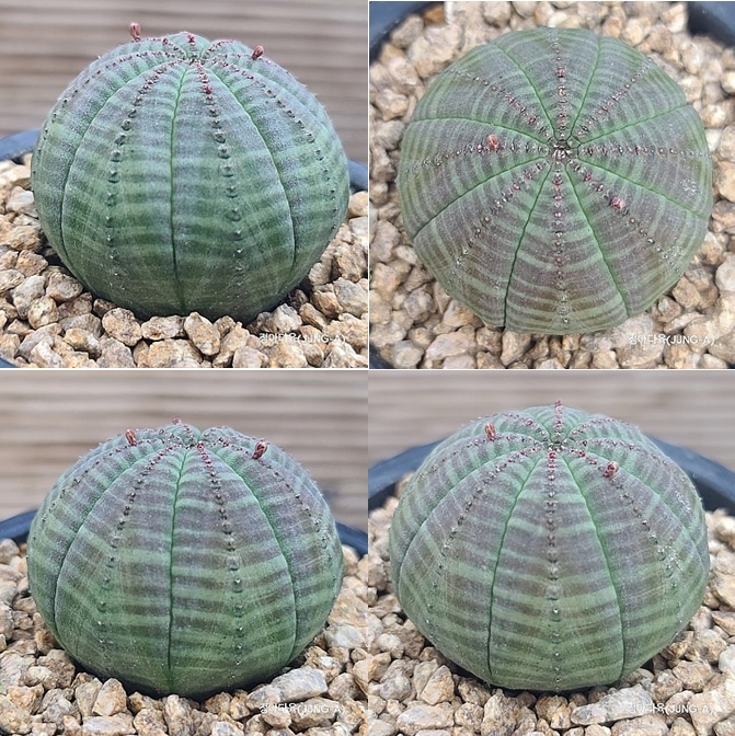 Euphorbia obesa (Baseball Plant) Cactus (xplant.co.kr/item/1768629985)