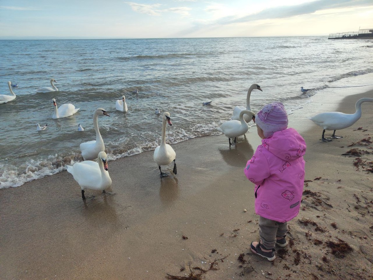 Маша и лебеди!)