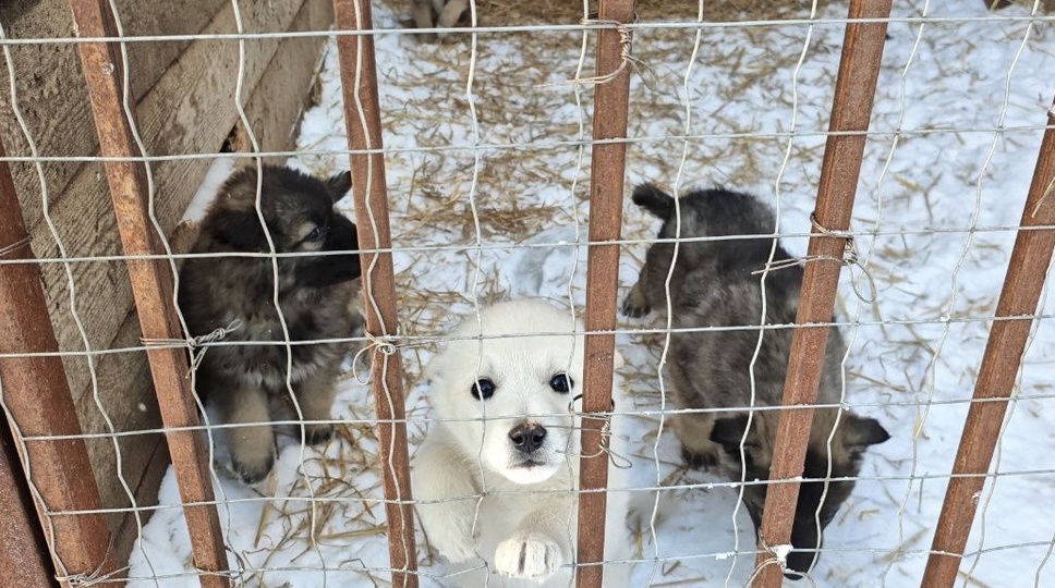 В Красноярске приютам для собак дадут 5 млн рублей
