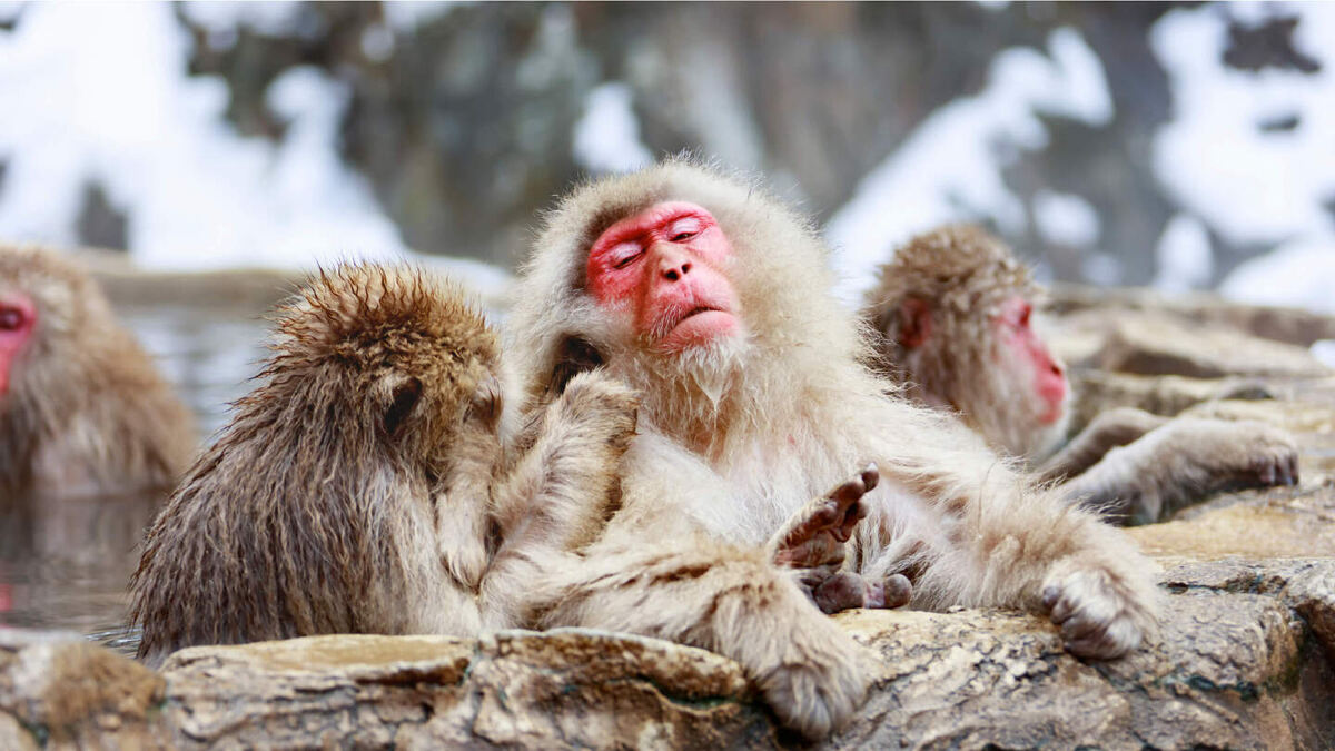     Фото: Norimoto/Shutterstock/FOTODOM Исследование показало, что у макак-резусов и японских макак звуковые особенности остаются стабильными независимо от социальной среды