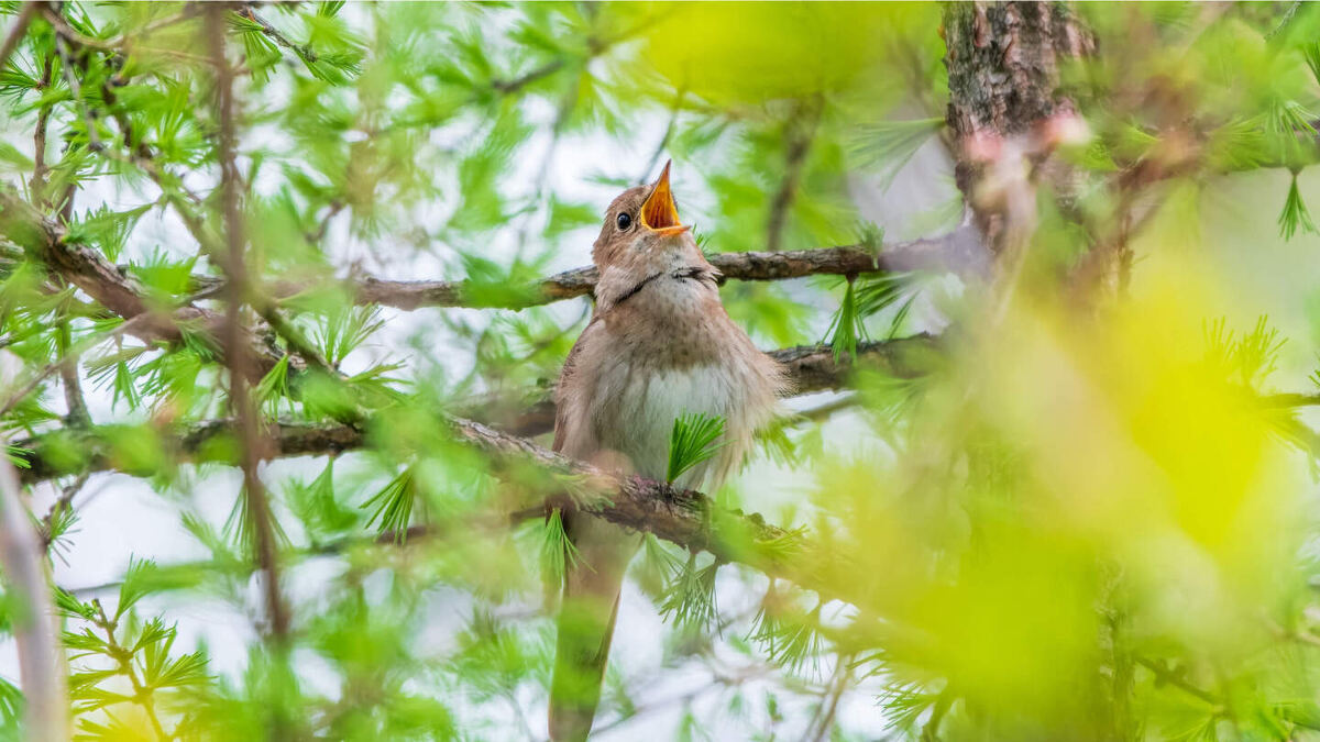     Фото: Dark_Side/Shutterstock/FOTODOM Певчие птицы развивают региональные песенные диалекты, отличающиеся по мелодиям и акцентам в различных популяциях