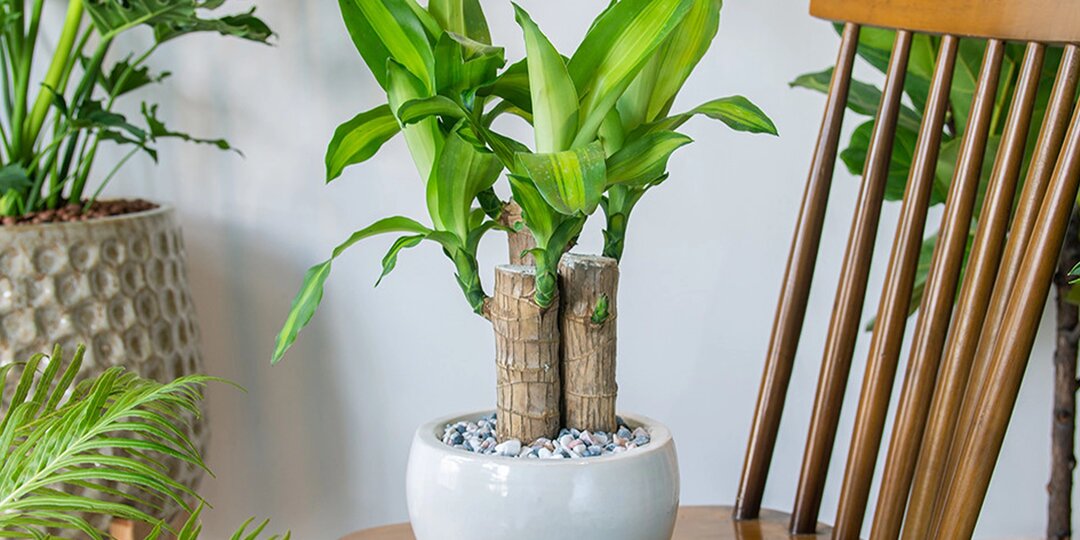 Неприхотливая «псевдопальма» − всё об уходе за комнатной юккой