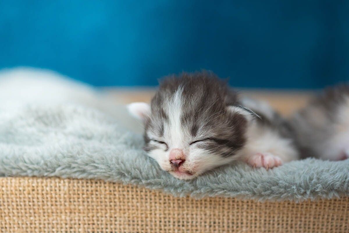 В первые недели жизни котята особенно уязвимы. Источник: ANUCHA PONGPATIMETH / Shutterstock / FOTODOM📷
