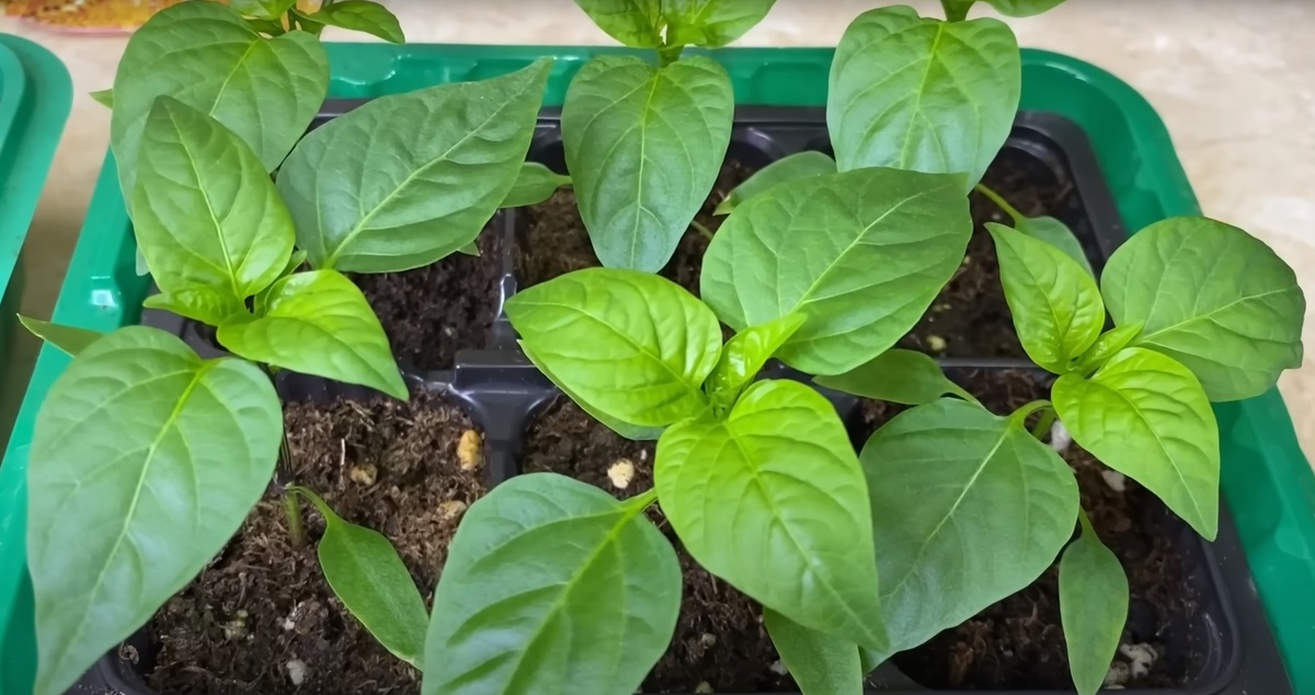 Как рассчитать точные сроки посева перца на рассаду в 2026 году? Пошаговая инструкция для огородников