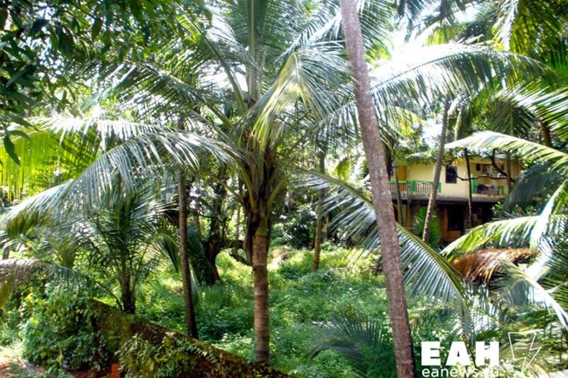    Фото ЕАН / Пальмы