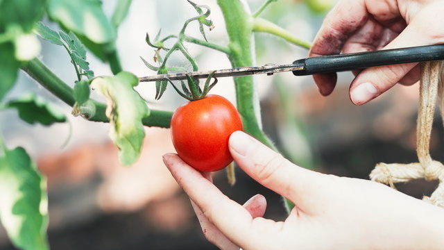 Результат первых экспериментов - вместо гигантов получил "горошины"