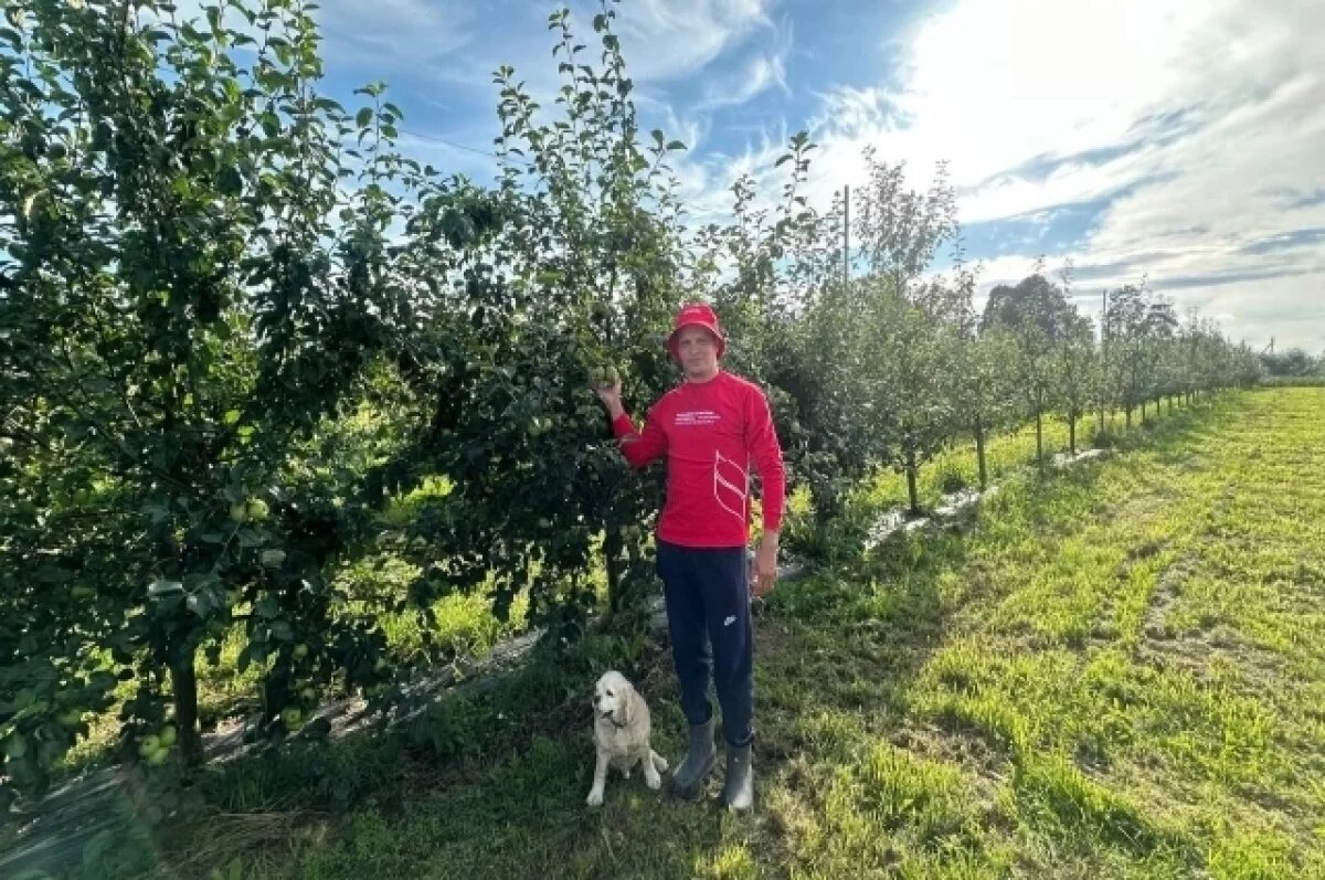    Сегодня сады Сергея Михайлова занимают уже 74 га и дают первый урожай.