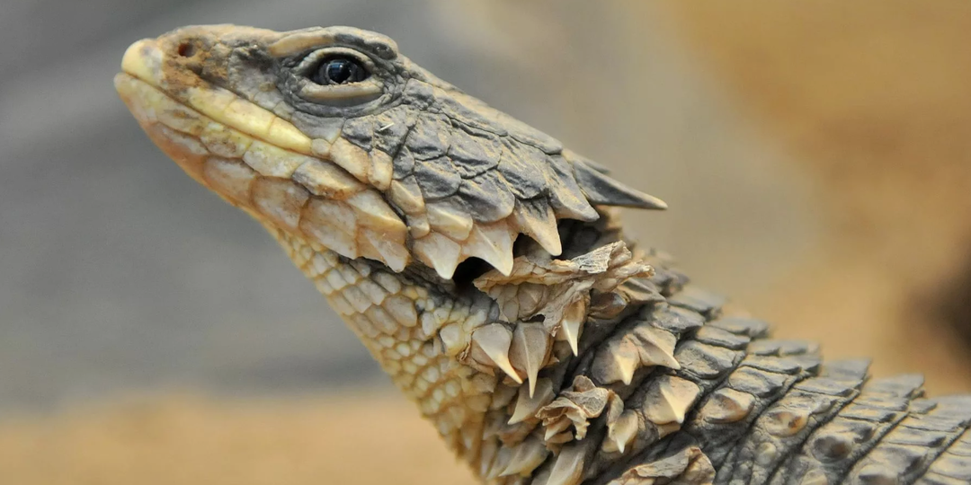 Новый поворот эволюции: ящерицы бросают вызов классическим законам биологии